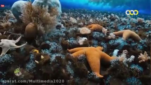 کلیپ بسیار حیرت‌ انگیز راز بقا و طبیعت وحش ستاره دریایی !