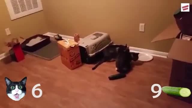 دانلود ویدیو ای از گربه در برابر خیار