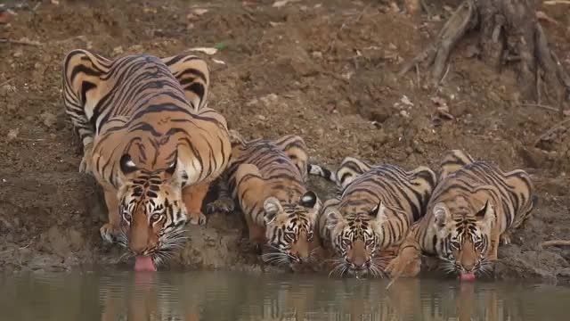 دانلود ویدیو ای از خانواده ببر زیبا در حال آب خوردن از رودخانه