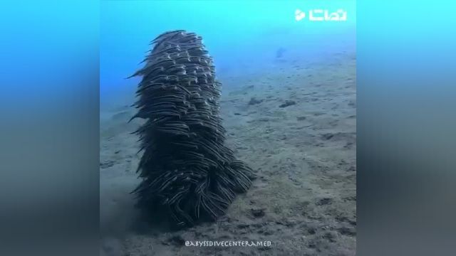 گربه ماهی های مرجانی گروهی حرکت میکنند