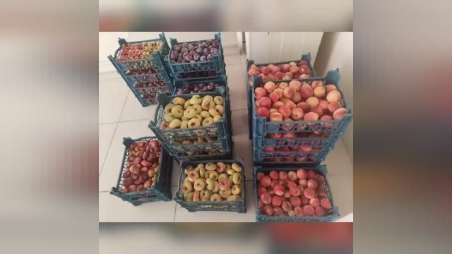 توزیع میوه اهدایی نیکوکار عزیزمان سری دوم