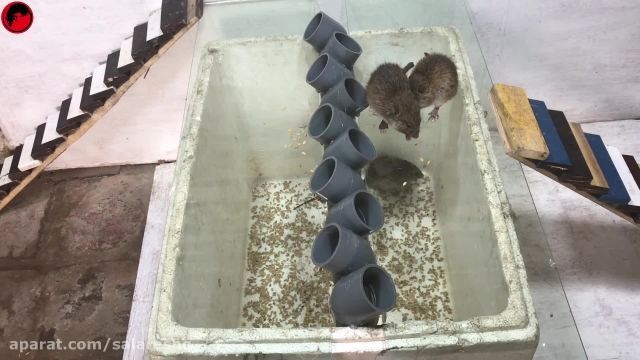 آموزش تصویری ساخت تله موش بسیار ساده در منزل (روش یازدهم)