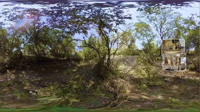 دانلود ویدیو ای از هم نشینی با ببرهای در حال انقراض