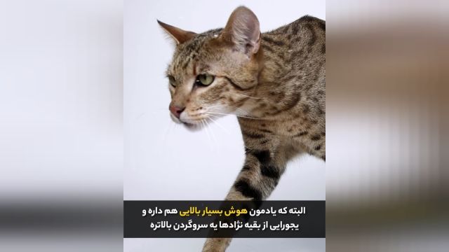 معرفی گربه آشرا | آشرا جز گرون ترین گربه جهان