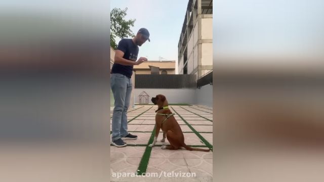 کلیپ آموزش و تربیت سگ با روش تشویقی
