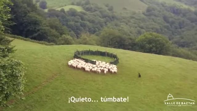 چراگاه گوسفندان