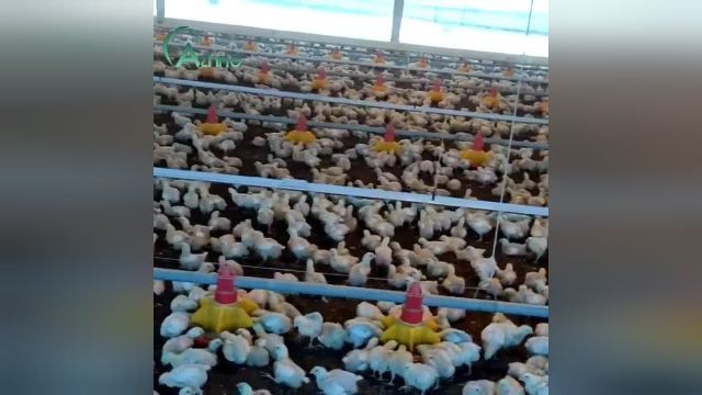 مرغداری صنعتی  poultry , chicken