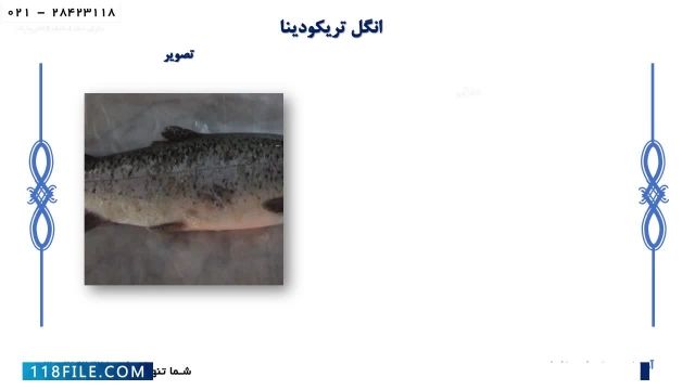 ماهی خاویاری - ماهی خاویار - پرورش فیل ماهی خاویار-  درمان بیماری های رایج