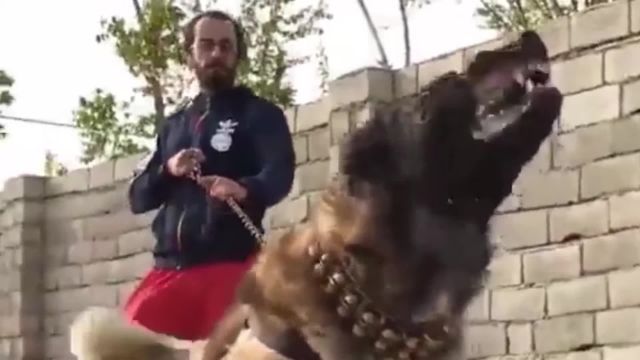 معرفلی خطرناک ترین سگ های ایران
