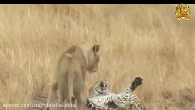 حمله حیوانات وحشی || یوزپلنگ در مقابل شیر