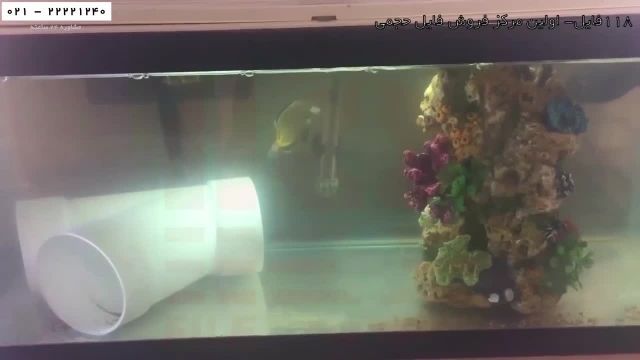 آموزش پرورش ماهی زینتی-فیلم پرورش ماهی-قرنطینه کردن ماهی آب نمک