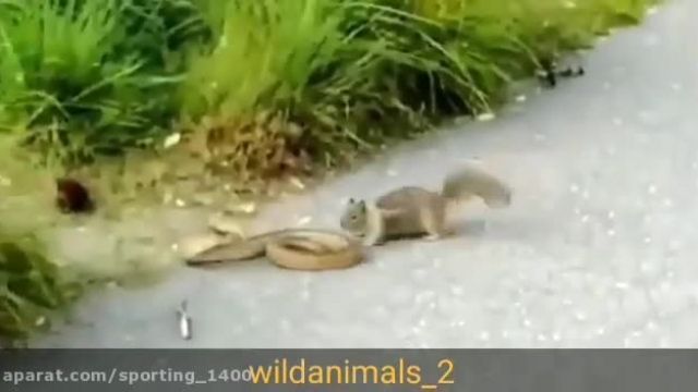 سنجابی که جرات حمله کردن به مار را دارد