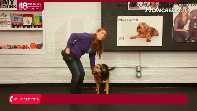 آموزش تربیت سگ - نحوه آموزش درازکشیدن به سگ