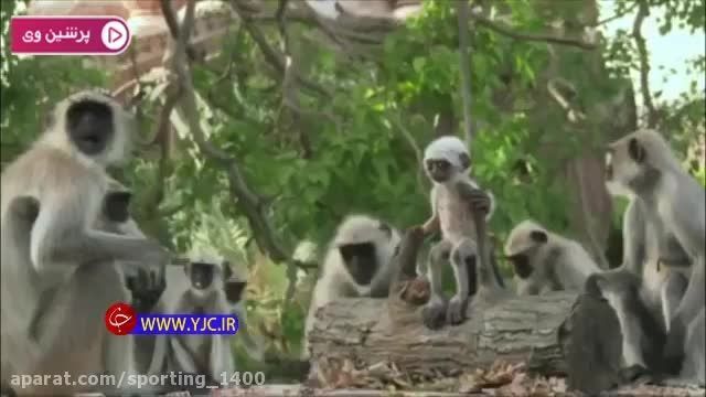عکس العمل میمون با دیدن یک میمون غیر واقعی