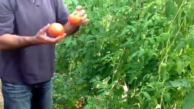 آموزش روش کاشت گوجه فرنگی (قسمت اول)