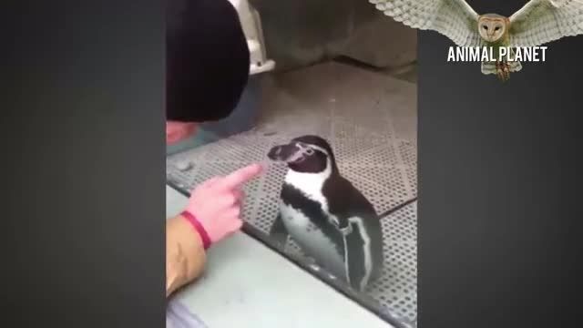 دانلود ویدیو ای از پنگوئن های بانمک