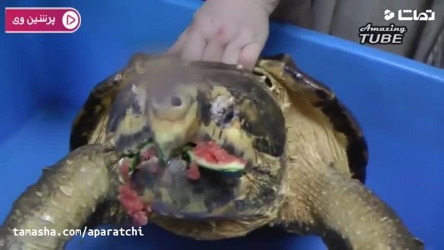 لاکپشت وحشی با آرواره ی قدرتمند