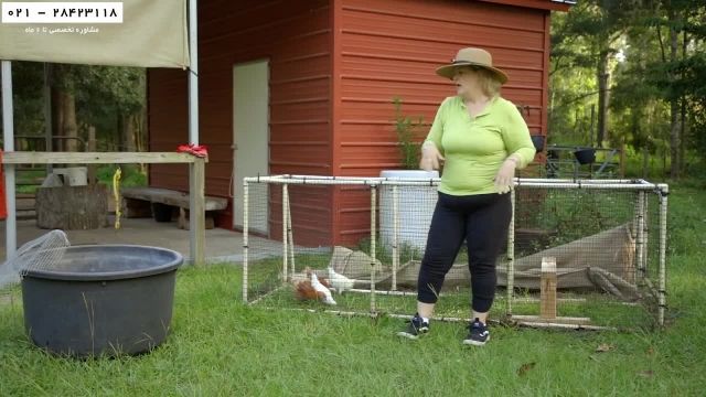 آموزش پرورش مرغ بومی-مرغ محلی-فیلم پرورش مرغ- زمان مناسب برای بردن جوجه به قفس