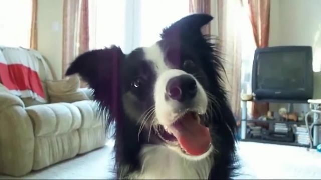 معرفی باهوش ترین سگ دنیا سگ بردرکالی 
