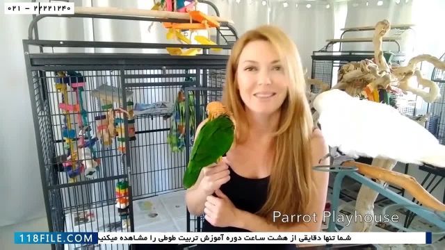 فیلم آموزش تربیت طوطی-اهلی کردن طوطی-بهداشت قفس و اتاق نگهداری طوطی