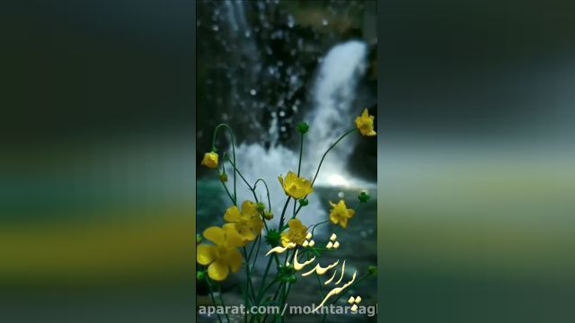 مولودی ولادت امام حسن مجتبی با نوای حاج محمود کریمی
