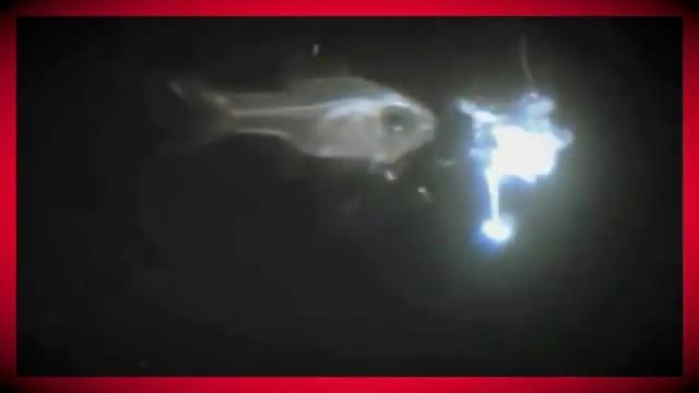 دانلود ویدیو ای از عکس العمل ماهی کاردینال شیشه ای در هنگام خطر
