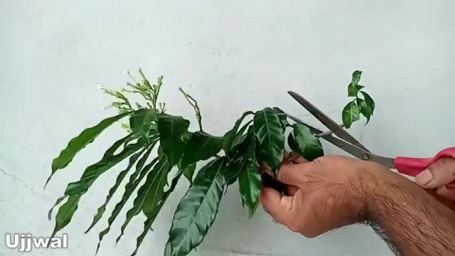 آموزش روش قلمه زدن گیاهان در شن و ماسه در خانه