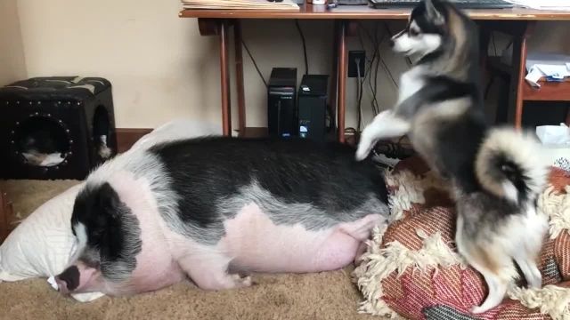 ویدیو دیدنی از تلاش جالب سگ هاسکی برای بیدار کردن خوک از خواب !