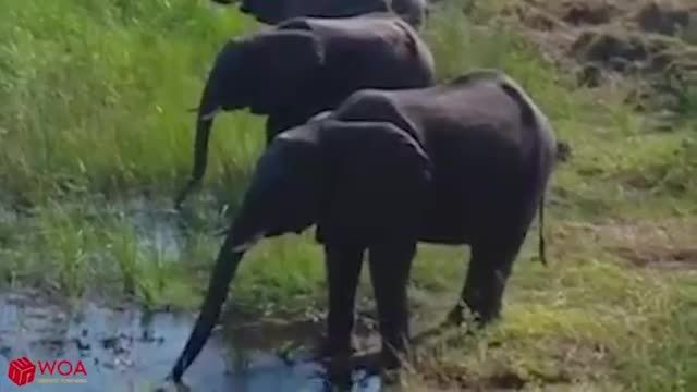 جنگ حیوانات ، فیل شگفت انگیز که بچه رو نجات میدهد !
