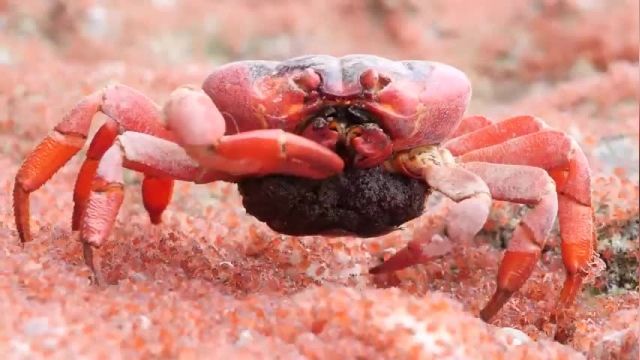 دانلود ویدیو ای از تغذیه خرچنگ قرمز ماده از نوزادان میلیاردی خود