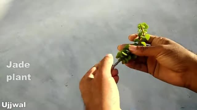 آموزش پرورش گیاه یشم در کوکوپیت