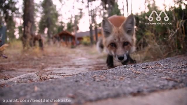 غذا خوردن روباه در مستند حیات وحش