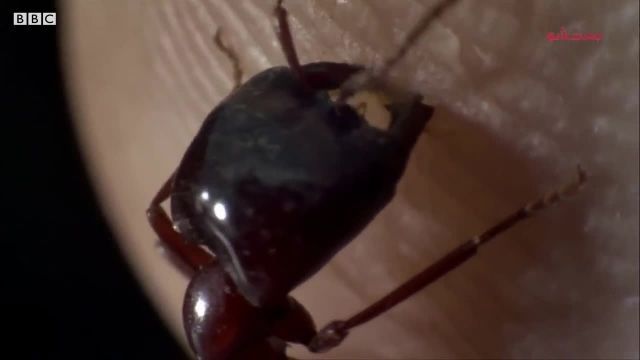 مستند کوتاه مورچه ارتش (گونه بسیار خاص و عجیب از مورچه ها و رفتار عجیب زیستی اش)