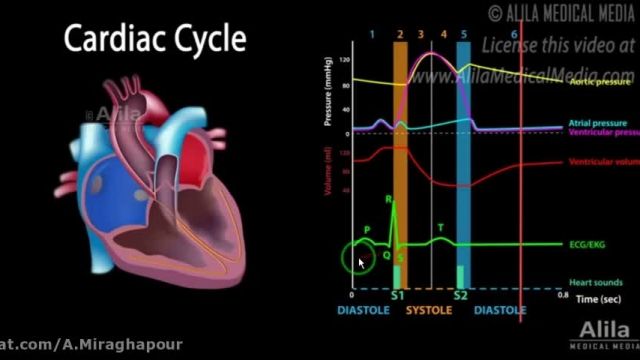 انیمیشن جالب چرخه قلبی! 09044686613 تدریس زیست