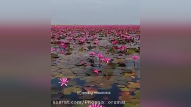 طبیعت و گل ها - کلیپ تبریک عید