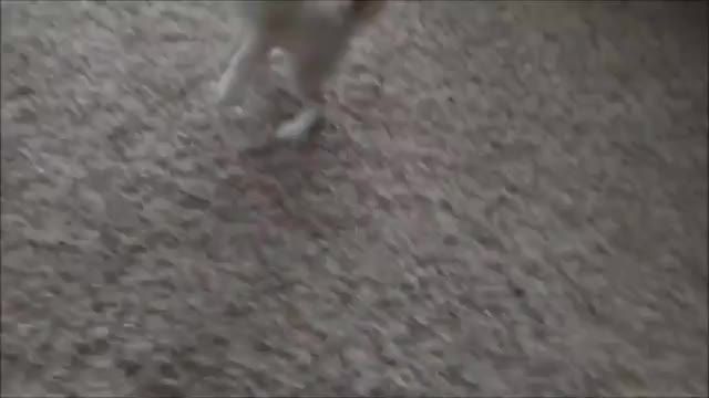 دانلود ویدیو ای از تربیت توله روباه سحرایی