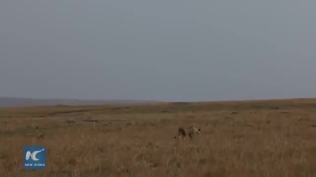کلیپ شکار وحشیانه گورخر توسط شیر !