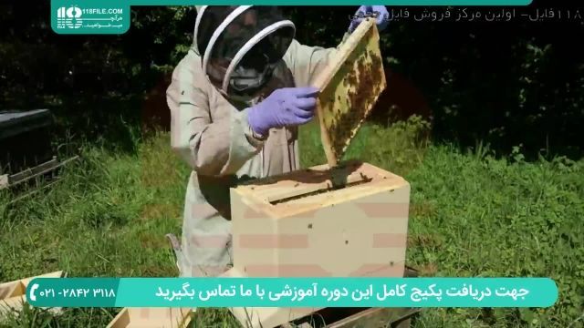 آموزش زنبورداری|پرورش زنبور عسل(آشنایی با زنبوران غارتگر )