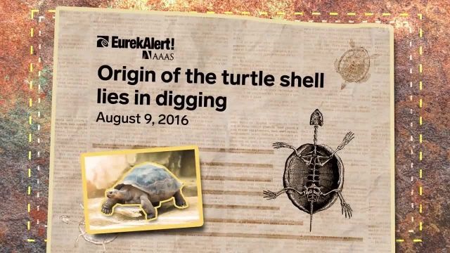 در داخل لاک لاکپشت چه چیزهایی وجود دارد؟