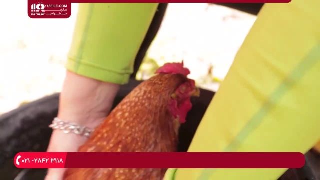آموزش پرورش مرغ - نحوه درمان مجرای خروج تخم مرغ 