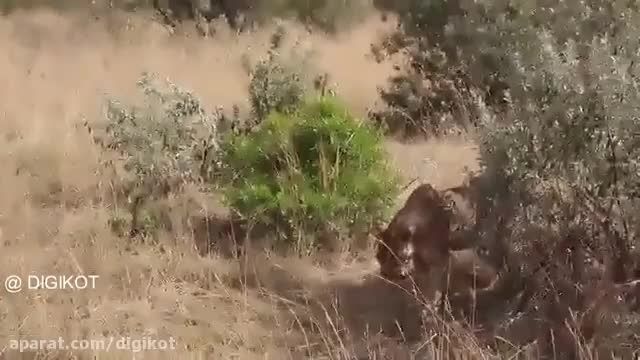 حمله شیرها به گاومیش باردار