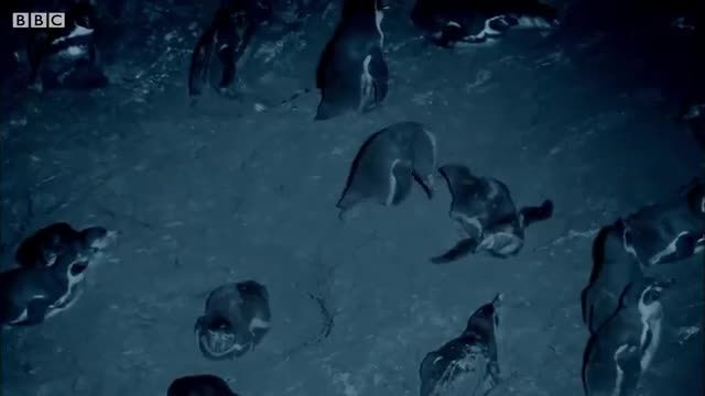 دانلود ویدیو ای از حمله خفاش خونخوار به پنگوئن ها