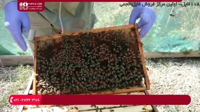 آموزش زنبورداری|پرورش زنبور عسل|تولید عسل (نکات مهم به منظور احداث کندوی پدری)