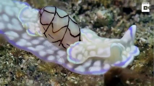 دانلود ویدیو ای از حلزون دریایی زیبا