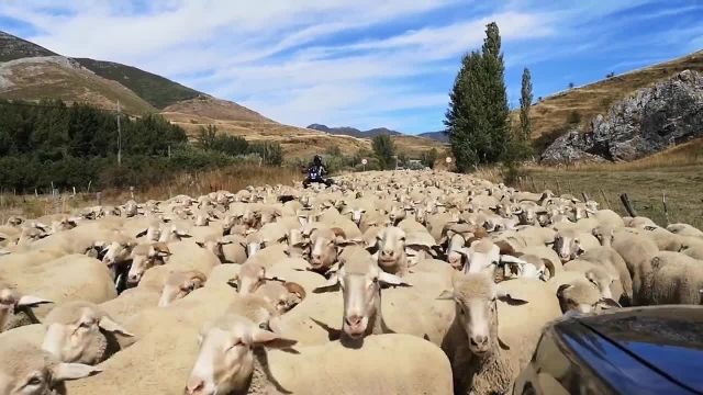 عبور گوسفندان از کوه و دشت