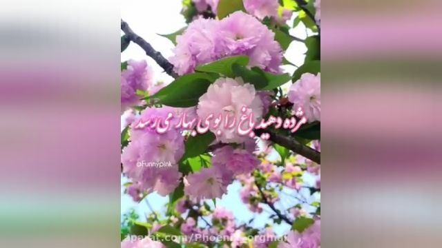 موزیک بهاری 1401 - کلیپ تبریک عید