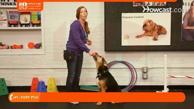 آموزش تربیت سگ  | تربیت سگ خانگی | آموزش دست دادن به سگ 