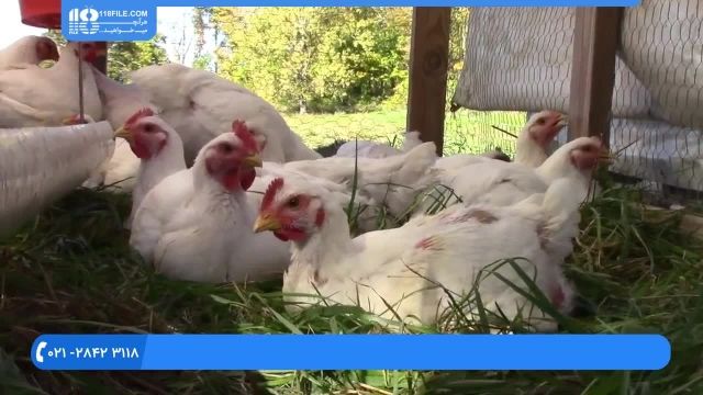 آموزش پرورش مرغ بومی|پرورش جوجه محلی|نگهداری مرغ(غربالگری تخم های نطفه دار)