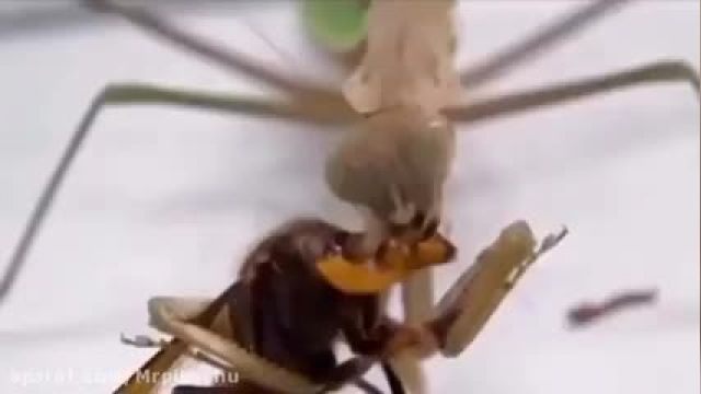 کلیپ جالب جنگ حشرات با یکدیگر !