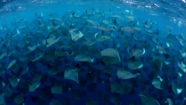 دانلود ویدیو ای ازپرواز سفره ماهی های نر برای جلب توجه جنس مخالف